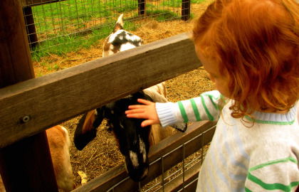 Collingwood Children's Farm - Accommodation Nelson Bay 0