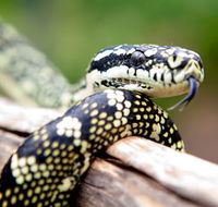 Reptile Encounters - Accommodation Nelson Bay