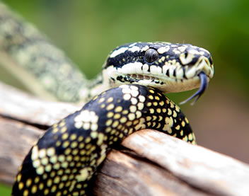 Reptile Encounters - Accommodation Nelson Bay 0