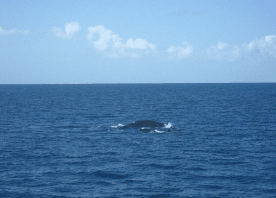 Carlo Fishing Charters - Accommodation Nelson Bay 1