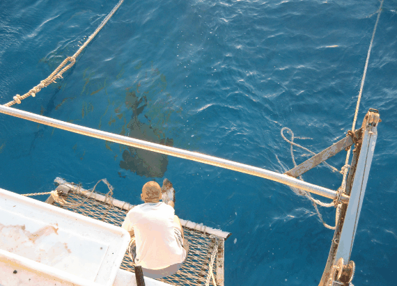 Carlo Fishing Charters - Accommodation Nelson Bay 4