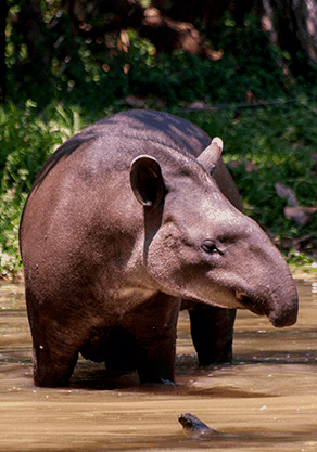 Alma Park Zoo - Accommodation Nelson Bay 4