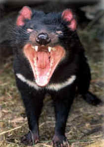 Zoo Doo Wildlife Park - Accommodation Nelson Bay 4