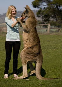Zoo Doo Wildlife Park - Accommodation Nelson Bay 5