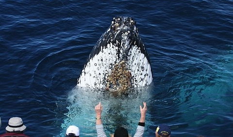 Spirit Of Gold Coast Whale Watching - Nelson Bay Accommodation.com 1