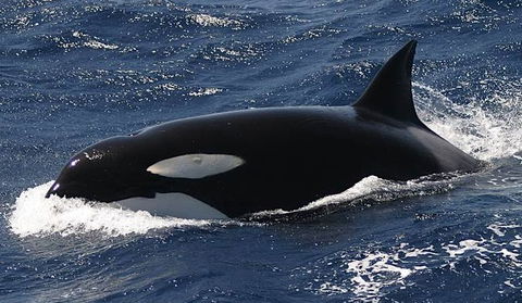 Spirit Of Gold Coast Whale Watching - Nelson Bay Accommodation.com 2