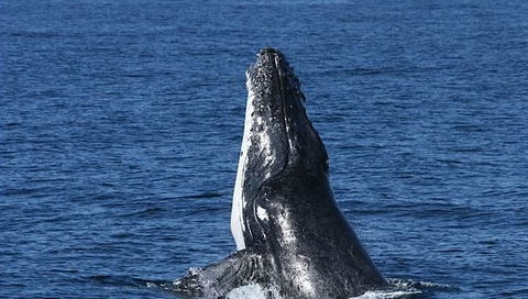 Spirit Of Gold Coast Whale Watching - Nelson Bay Accommodation.com 3