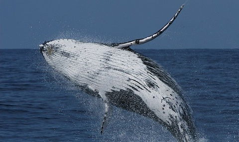 Spirit Of Gold Coast Whale Watching - Nelson Bay Accommodation.com 4