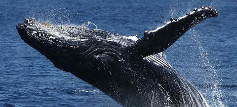 Spirit Of Gold Coast Whale Watching - Nelson Bay Accommodation.com 5
