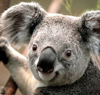 Potoroo Palace - Accommodation Nelson Bay