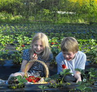 Blue Hills Berries  Cherries - Accommodation Nelson Bay