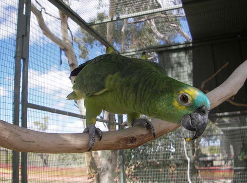Darling Downs Zoo - Accommodation Nelson Bay 1