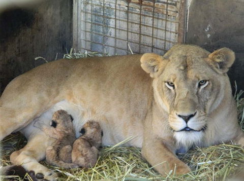 Darling Downs Zoo - Accommodation Nelson Bay 2