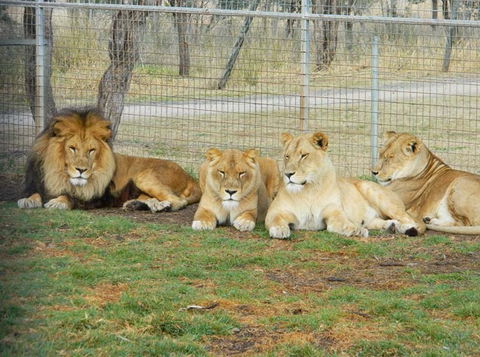Darling Downs Zoo - Accommodation Nelson Bay 4