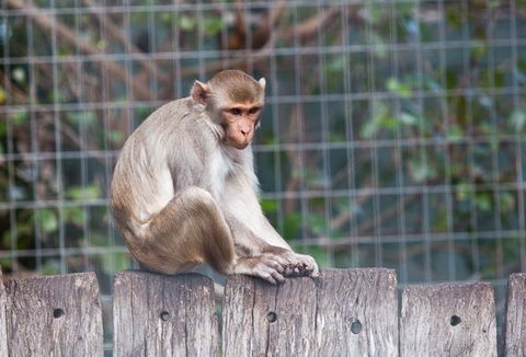Darling Downs Zoo - Accommodation Nelson Bay 5