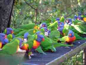 Gorge Wildlife Park - Accommodation Nelson Bay 4