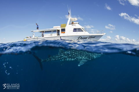 Three Islands Whale Shark Dive - Accommodation Nelson Bay 4