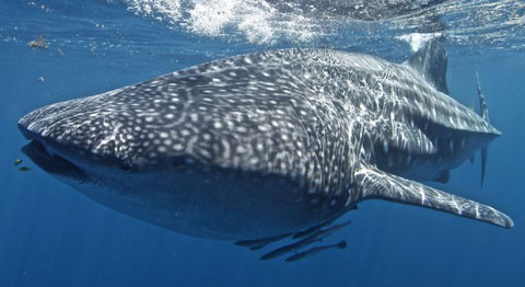 Three Islands Whale Shark Dive - Accommodation Nelson Bay 7