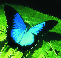 Australian Butterfly Sanctuary - Accommodation Nelson Bay