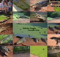 The Malcolm Douglas Crocodile Park - Accommodation Nelson Bay