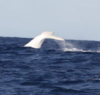 Australian Whale Watching - Accommodation Nelson Bay