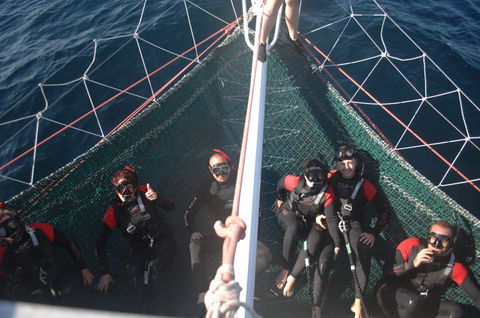 Dolphin Swim Australia - Accommodation Nelson Bay 4