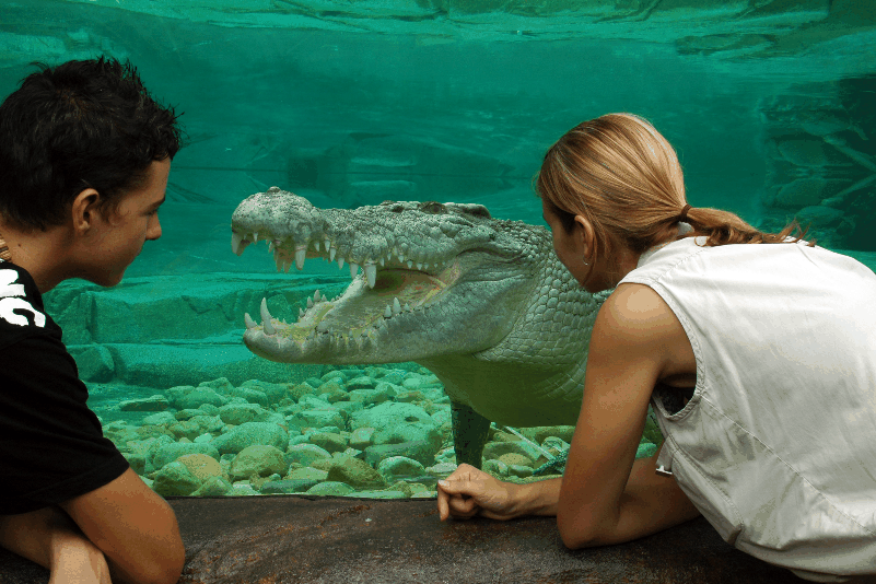 Cairns Wildlife Dome - Accommodation Nelson Bay 1