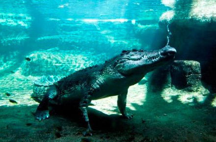 WILD LIFE Sydney Zoo - Accommodation Nelson Bay 0