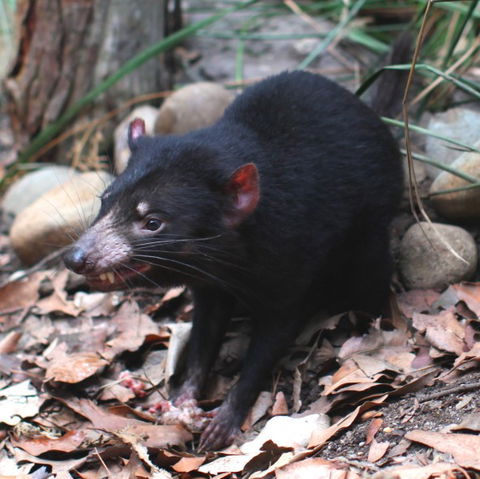 WILD LIFE Sydney Zoo - Accommodation Nelson Bay 5