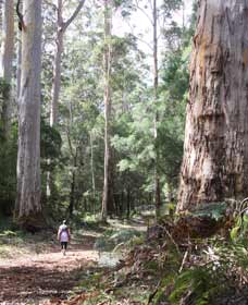 Warren River Loop Walk - Accommodation Nelson Bay 0