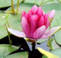 The Lotus Day Spa and Retreat - Accommodation Nelson Bay