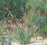 Kalbarri Wildflower Centre - Accommodation Nelson Bay