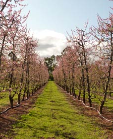 Raeburn Orchards - Accommodation Nelson Bay 0