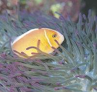 Rowley Shoals - Accommodation Nelson Bay