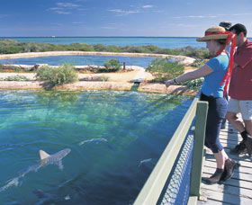 Shark Bay Marine Park - Accommodation Nelson Bay 0