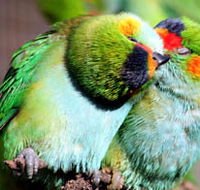Rainbow Jungle - The Australian Parrot Breeding Centre - Accommodation Nelson Bay