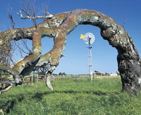 Greenough Leaning Trees - Accommodation Nelson Bay 0