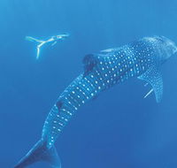 Ningaloo Marine Park - Accommodation Nelson Bay