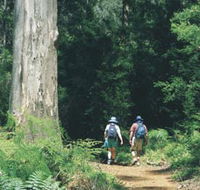 Gloucester Tree - Accommodation Nelson Bay