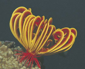 Muiron Islands - Accommodation Nelson Bay 0