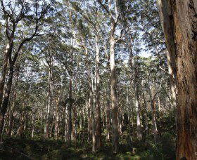 Boranup Karri Forest - Accommodation Nelson Bay 0