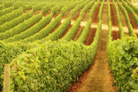 MadFish Wines Margaret River - Accommodation Nelson Bay 0