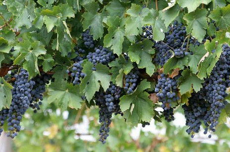 Capel Vale Wines - Accommodation Nelson Bay 0