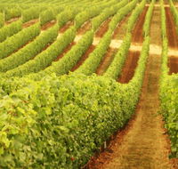 Darlington Estate Winery and Restaurant - Accommodation Nelson Bay