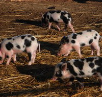 Will's Rare Breeds Farm - Accommodation Nelson Bay