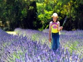Brayfield Park Lavender Farm - Accommodation Nelson Bay 0