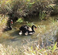 Tamar Island Wetlands Reserve and Interpretation Centre - Accommodation Nelson Bay