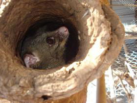 Mulga Sanctuary And Wildlife Park - Accommodation Nelson Bay 0