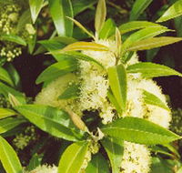 Tumbeela Native Bushfoods - Accommodation Nelson Bay