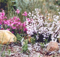Stokes Bay Bush Garden - Accommodation Nelson Bay